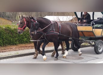 Sangue Caldo Pesante / Meso-brachimorfo, Castrone, 4 Anni, 166 cm, Baio nero