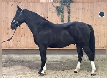 Sangue Caldo Pesante / Meso-brachimorfo, Castrone, 4 Anni, 166 cm, Morello