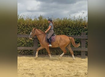 Sangue Caldo Pesante / Meso-brachimorfo, Castrone, 4 Anni, 168 cm, Sauro