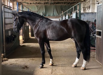 Sangue Caldo Pesante / Meso-brachimorfo, Castrone, 4 Anni, 170 cm, Morello