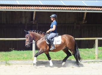 Sangue Caldo Pesante / Meso-brachimorfo, Castrone, 5 Anni, 155 cm, Baio