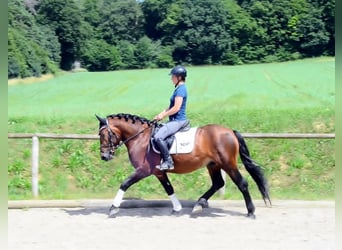 Sangue Caldo Pesante / Meso-brachimorfo, Castrone, 5 Anni, 155 cm, Baio