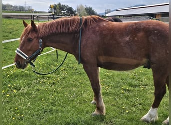 Sangue Caldo Pesante / Meso-brachimorfo Mix, Castrone, 5 Anni, 155 cm, Sauro
