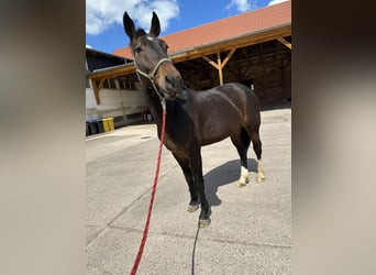 Sangue Caldo Pesante / Meso-brachimorfo, Castrone, 5 Anni, 164 cm, Baio scuro