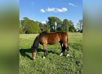 Sangue Caldo Pesante / Meso-brachimorfo, Castrone, 5 Anni, 165 cm, Baio