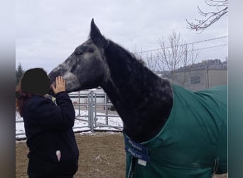 Sangue Caldo Pesante / Meso-brachimorfo, Castrone, 5 Anni, 166 cm, Grigio ferro