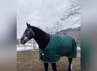Sangue Caldo Pesante / Meso-brachimorfo, Castrone, 5 Anni, 166 cm, Grigio ferro