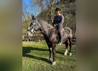 Sangue Caldo Pesante / Meso-brachimorfo, Castrone, 5 Anni, 166 cm, Grigio ferro