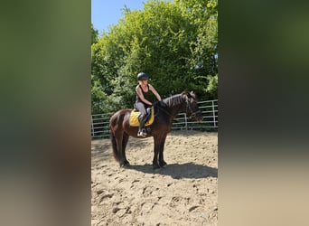 Sangue Caldo Pesante / Meso-brachimorfo, Castrone, 6 Anni, 156 cm, Morello