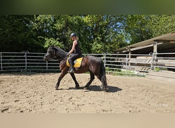Sangue Caldo Pesante / Meso-brachimorfo, Castrone, 6 Anni, 156 cm, Morello