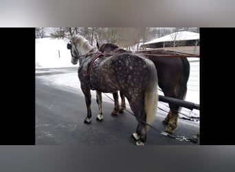 Sangue Caldo Pesante / Meso-brachimorfo, Castrone, 6 Anni, 165 cm, Grigio pezzato