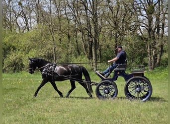 Sangue Caldo Pesante / Meso-brachimorfo, Castrone, 6 Anni, 168 cm, Morello