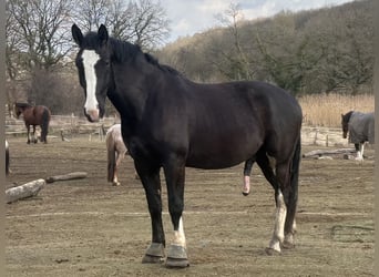 Sangue Caldo Pesante / Meso-brachimorfo, Castrone, 6 Anni, 176 cm, Morello