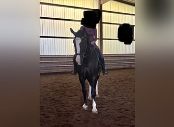 Sangue Caldo Pesante / Meso-brachimorfo, Castrone, 6 Anni, 176 cm, Morello