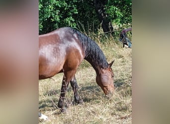 Sangue Caldo Pesante / Meso-brachimorfo, Castrone, 7 Anni, 164 cm, Baio