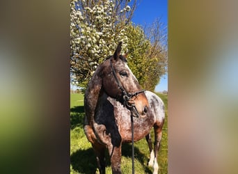 Sangue Caldo Pesante / Meso-brachimorfo, Castrone, 7 Anni, 164 cm