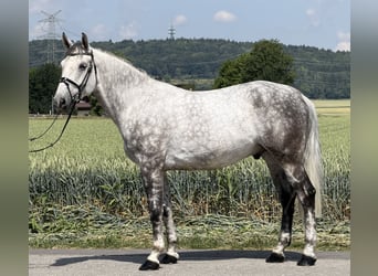 Sangue Caldo Pesante / Meso-brachimorfo, Castrone, 7 Anni, 167 cm, Grigio pezzato