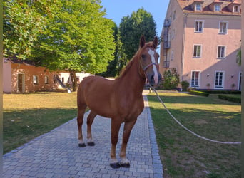 Sangue Caldo Pesante / Meso-brachimorfo, Castrone, 7 Anni, 170 cm, Sauro