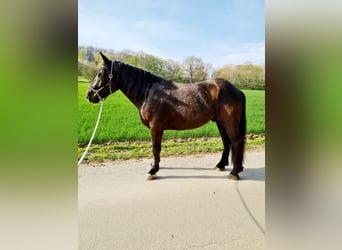 Sangue Caldo Pesante / Meso-brachimorfo Mix, Castrone, 7 Anni, 173 cm, Baio nero