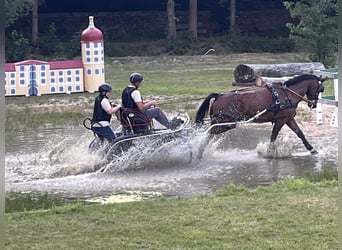 Sangue Caldo Pesante / Meso-brachimorfo, Castrone, 8 Anni, 165 cm, Baio