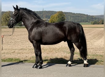 Sangue Caldo Pesante / Meso-brachimorfo, Castrone, 9 Anni, 170 cm, Morello