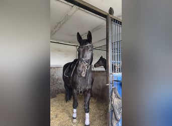 Sangue Caldo Pesante / Meso-brachimorfo, Castrone, 9 Anni, 172 cm, Morello