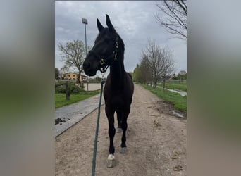 Sangue Caldo Pesante / Meso-brachimorfo, Castrone, 9 Anni, 172 cm, Morello