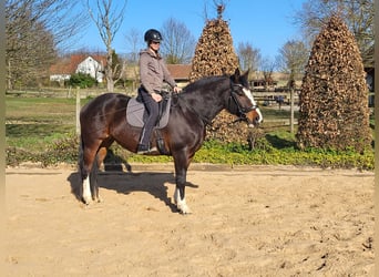 Sangue Caldo Pesante / Meso-brachimorfo, Giumenta, 10 Anni, 165 cm, Baio scuro