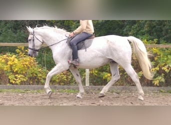 Sangue Caldo Pesante / Meso-brachimorfo, Giumenta, 10 Anni, 167 cm