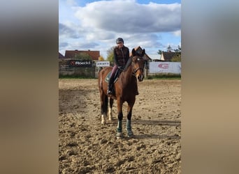 Sangue Caldo Pesante / Meso-brachimorfo, Giumenta, 11 Anni, 168 cm, Baio