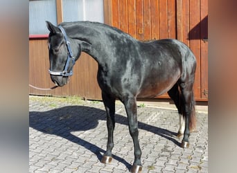 Sangue Caldo Pesante / Meso-brachimorfo, Giumenta, 2 Anni, 165 cm, Baio nero