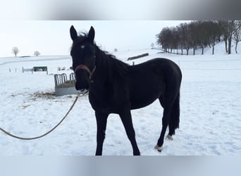 Sangue Caldo Pesante / Meso-brachimorfo, Giumenta, 3 Anni, 156 cm, Morello