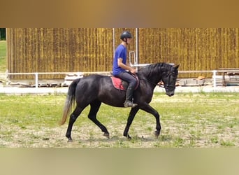 Sangue Caldo Pesante / Meso-brachimorfo, Giumenta, 4 Anni, 163 cm, Grigio ferro
