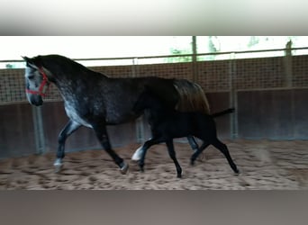 Sangue Caldo Pesante / Meso-brachimorfo, Giumenta, 4 Anni, 163 cm, Grigio ferro