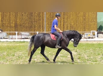 Sangue Caldo Pesante / Meso-brachimorfo, Giumenta, 4 Anni, 163 cm, Grigio ferro