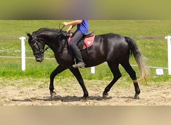 Sangue Caldo Pesante / Meso-brachimorfo, Giumenta, 4 Anni, 163 cm, Grigio ferro