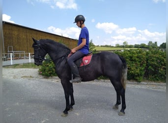 Sangue Caldo Pesante / Meso-brachimorfo, Giumenta, 4 Anni, 163 cm, Grigio ferro