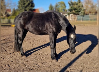 Sangue Caldo Pesante / Meso-brachimorfo, Giumenta, 4 Anni, 165 cm