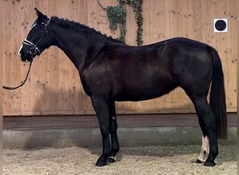 Sangue Caldo Pesante / Meso-brachimorfo, Giumenta, 4 Anni, 165 cm, Morello