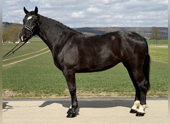 Sangue Caldo Pesante / Meso-brachimorfo, Giumenta, 4 Anni, 167 cm, Morello
