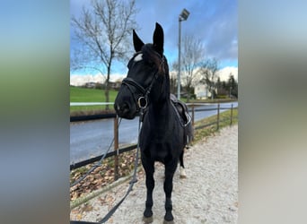 Sangue Caldo Pesante / Meso-brachimorfo, Giumenta, 5 Anni, 164 cm, Morello