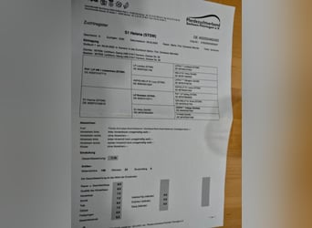 Sangue Caldo Pesante / Meso-brachimorfo, Giumenta, 5 Anni, 166 cm, Grigio