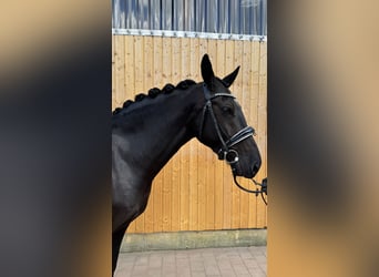 Sangue Caldo Pesante / Meso-brachimorfo, Giumenta, 6 Anni, 165 cm, Baio nero