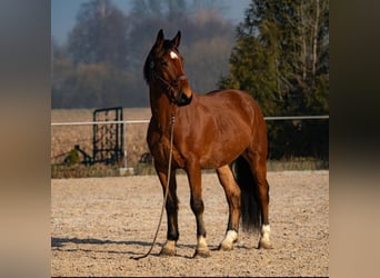 Sangue Caldo Pesante / Meso-brachimorfo, Stallone, 10 Anni, 168 cm, Baio