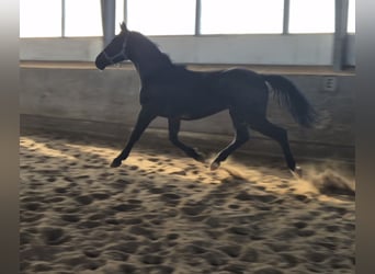 Sangue Caldo Pesante / Meso-brachimorfo Mix, Stallone, 2 Anni, 170 cm, Morello