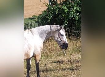 Sangue Caldo Pesante / Meso-brachimorfo, Stallone, 9 Anni, 170 cm