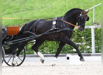 Sangue Caldo Pesante / Meso-brachimorfo, Stallone, 14 Anni, 164 cm, Morello