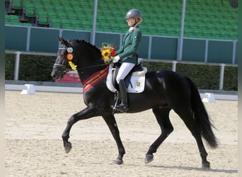 Sangue Caldo Pesante / Meso-brachimorfo, Stallone, 8 Anni, 163 cm, Morello