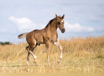 Sangue Caldo Pesante / Meso-brachimorfo, Stallone, Puledri (05/2026), Morello