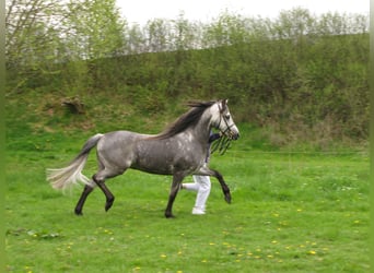 Welsh B, Stallion, 23 years, 13,1 hh, Grey